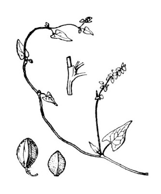 Fallopia convolvulus var. convolvulus