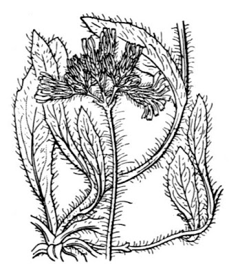 Meadow hawkweed
