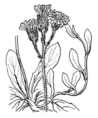 Eared Hawkweed