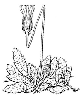 Mouse-ear hawkweed Mouse-ear hawkweed