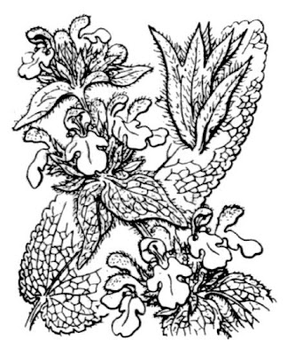 Stachys heraclea All.