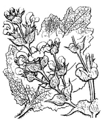 Salvia aethiopis L.