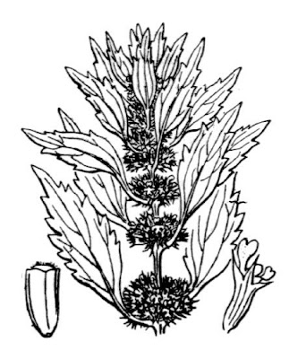 Leonurus marrubiastrum L.