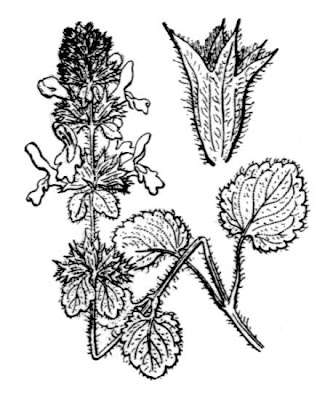 Stachys marrubiifolia Viv.