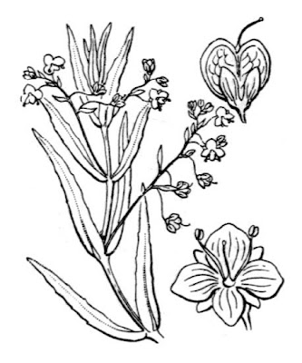 Grassleaf speedwell Grassleaf speedwell