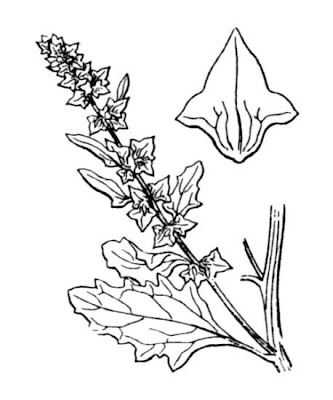 Atriplex laciniata