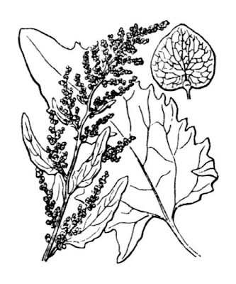 Atriplex hortensis L.