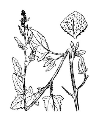 Atriplex glabriuscula