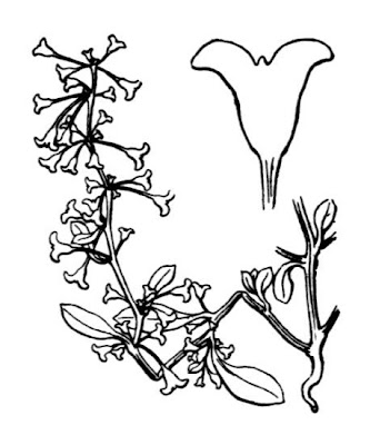 Halimione pedunculata