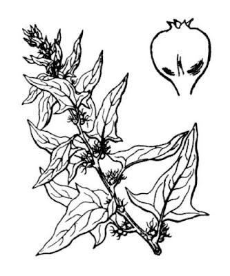 Espinafre
