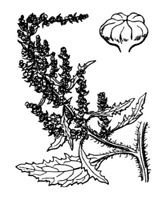 Chenopodium suffruticosum Willd