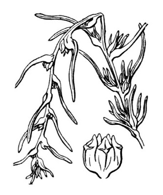 Salsola soda L.