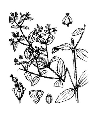 Euforbia delle ferrovie