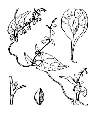 Fallopia dumetorum,
corpse-bindweed,
li shou wu,
Poligono delle siepi,
renou&ecute;e des haies,
tsurutade