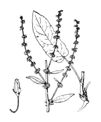 Bloodwort dock Bloodwort dock