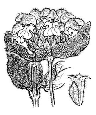 Phlomis fruticosa L.