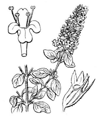 Thymus pulegioides L.