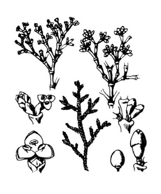 American Mistletoe American Mistletoe