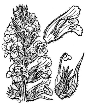 Erva-toura