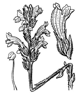 Yarrow Broomrape Yarrow Broomrape