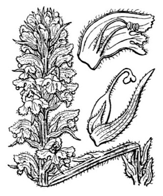 Sage Broomrape