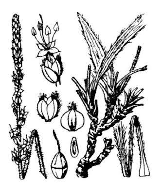 Downy Plantain Downy Plantain
