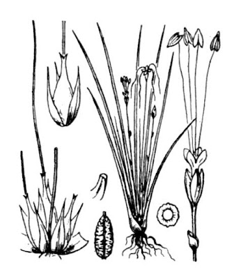 American shoreweed American shoreweed