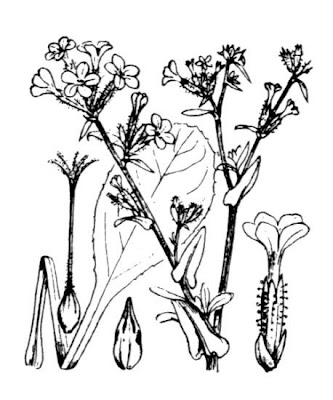 European plumbago