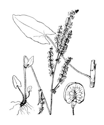 Azedas Azedas
