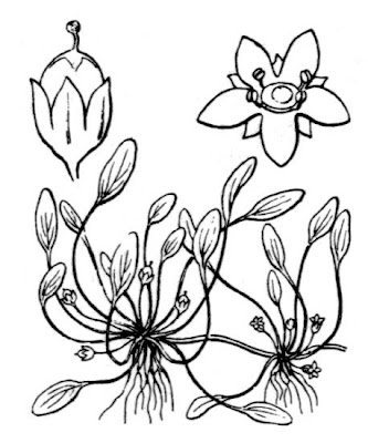 Awl-leaf mudwort