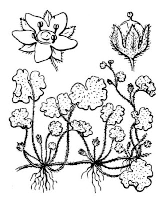 Cornish Moneywort