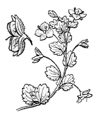 Birdeye speedwell Birdeye speedwell