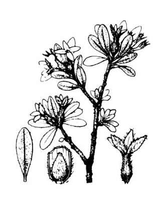 Dafne spatolata Dafne spatolata
