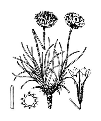 California seapink California seapink