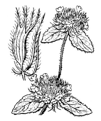 Clinopodium vulgare subsp. vulgare