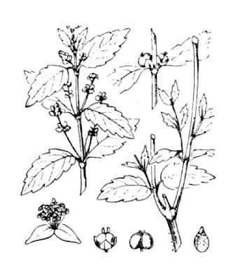 Mercurialis corsica Cosson