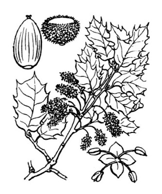 Embrusca