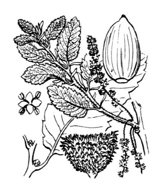 Quercus crenata