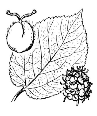 Common Mulberry Common Mulberry