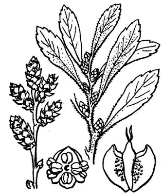 Gagelstrauch