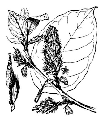 Goat willow Goat willow