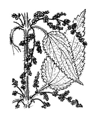 California nettle California nettle