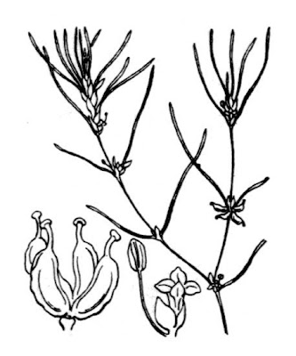 Zannichellia palustris,
horned pondweed,
horned poolmat,
horned-pondweed,
Teichfaden,
Zannichellia,
Zannichellie des marais