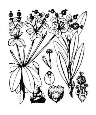 Euphorbia palustris L.