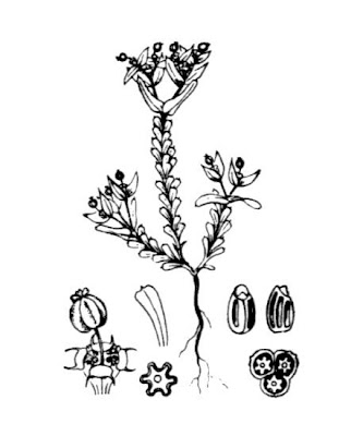 Euforbia solcata