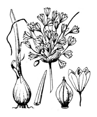 Aglio a pannocchia