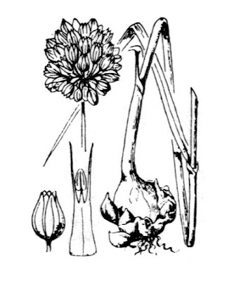 Allium rotundum,
,
Aglio arrotondato,
Aglio di Waldstein
