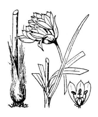 Narcissus Flowered Onion