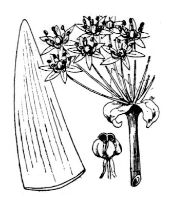 Broadleaf garlic Broadleaf garlic