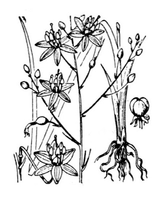 Lilioasfodelo minore Lilioasfodelo minore